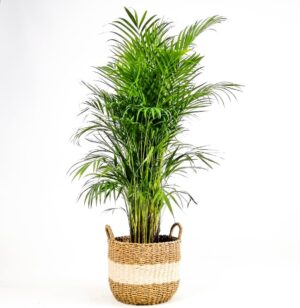 areka palmiyesi beyaz hasir saksili l areca dypsis lutescens 140 160cm dekoratif saksili bitkiler fidan burada 4924 13 b