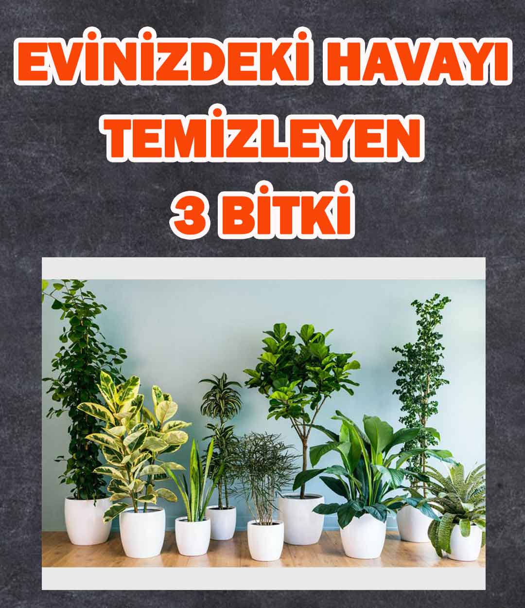 Evinizdeki havayı temizleyen 3 bitki 5