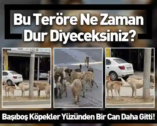 Adana'da korkunç köpek saldırısı! Yetersiz önlemler bir can daha aldı 3