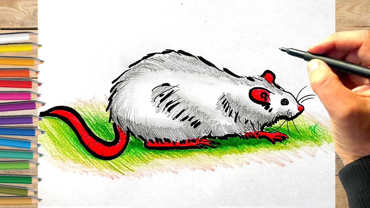Comment dessiner un rat facilement etape par etape