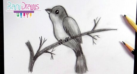 How to draw a BIRD with PENCIL – How to draw a BIRD with PENCIL