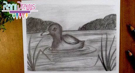 How to draw a WILD DUCK landscape with PENCIL – Step by step