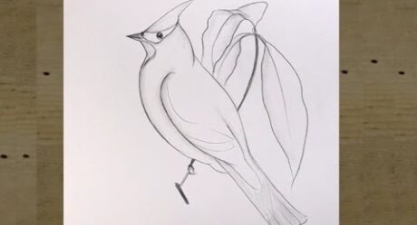 Easy cardinal birds/Bulbul bird pencildrawing