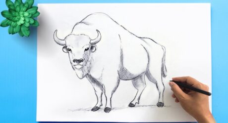 Cómo dibujar un bisonte americano | Dibuja el mamífero nacional de Estados Unidos – bisonte americano