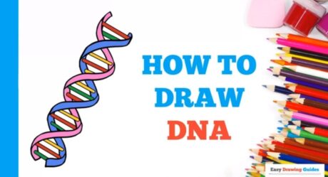 How to Draw DNA in a Few Easy Steps: Drawing Tutorial for Beginner Artists