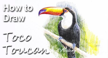 How to Draw Toco Toucan Bird in Watercolor Pencil