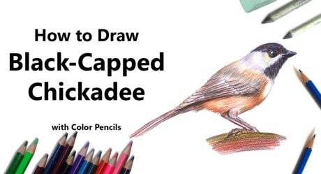 How to Draw a Black-Capped Chickadee with Color Pencils [Time Lapse]