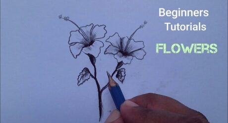 How to Draw a China Rose Easy / Hibiscus flower Drawing for Beginners