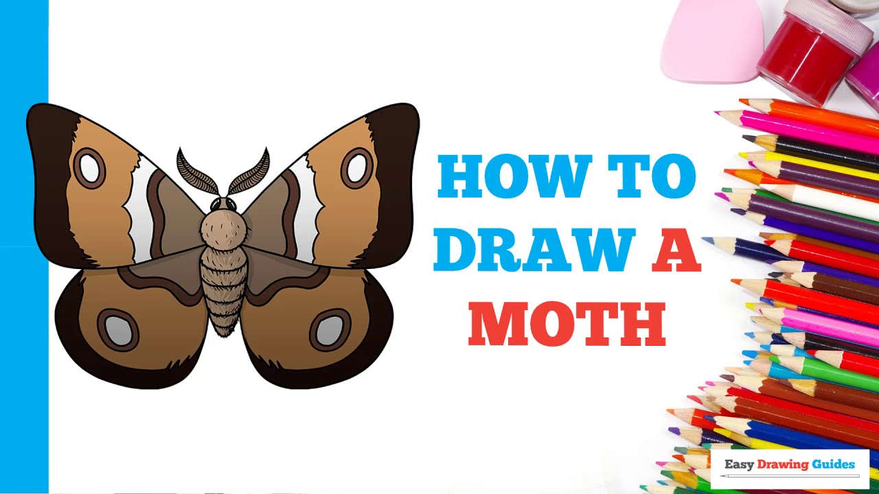 How to Draw a Moth in a Few Easy Steps Drawing Tutorial for Beginner
