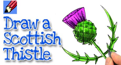 How to draw a Scottish Thistle Real Easy
