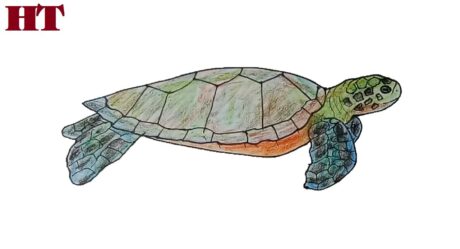 Comment dessiner une tortue de mer verte étape par étape
