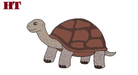 Comment dessiner une tortue en quelques étapes faciles