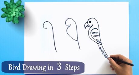 Parrot Bird Drawing Tutorial in 3 Simple Steps How to Draw a Parrot in 3 Easy Step by step