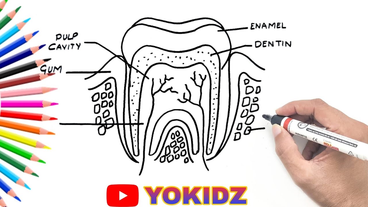 Tooth Diagram Easy | Biology Diagram | How to Draw Structure of a Tooth ...