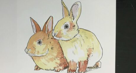 Cómo dibujar un conejo | How to draw rabbit