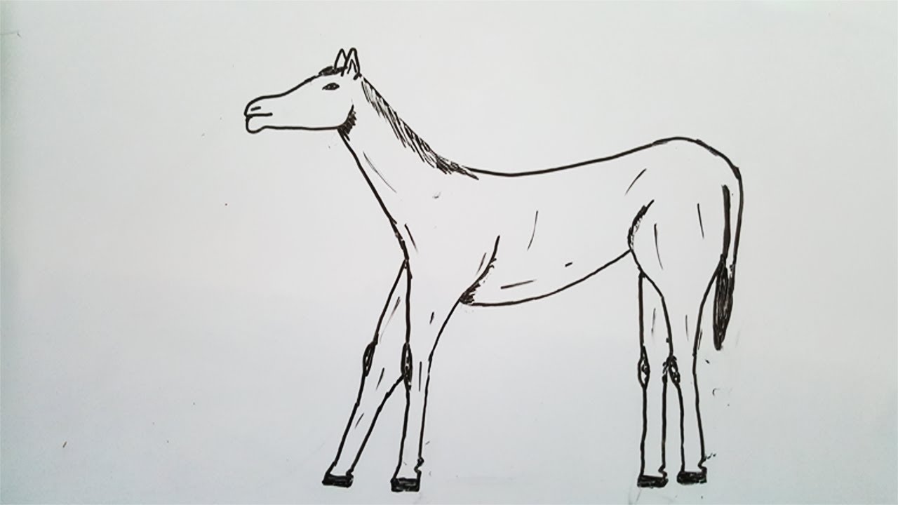 Horse cool easy whiteboard drawing step by step online| How to draw a