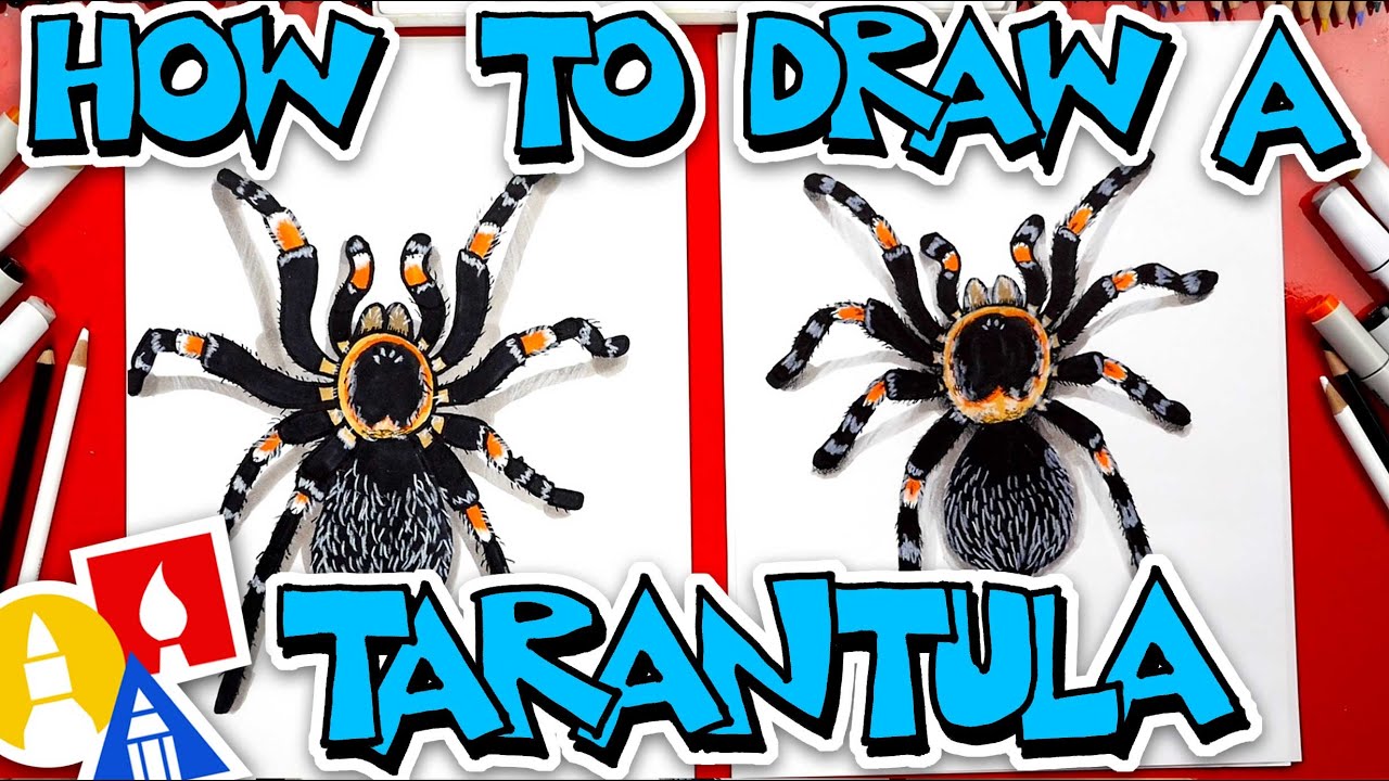 How To Draw A Tarantula (Red Knee)