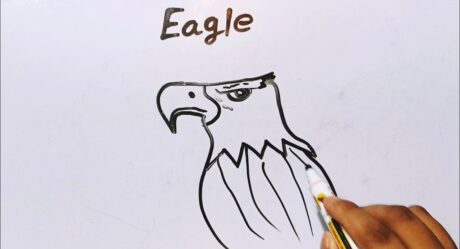 Comment dessiner un aigle avec le numéro 5 | Dessin d’aigle étape par étape | Comment dessiner un pygargue à tête blanche facilement