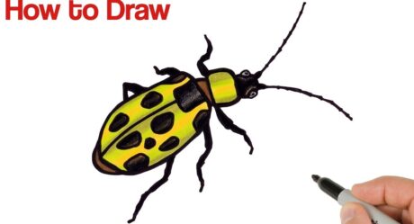 How to Draw a Beetle | Spotted cucumber beetle | Animals and Insects Drawings for beginners