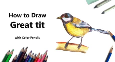 Comment dessiner une mésange charbonnière avec des crayons de couleur [Time Lapse]
