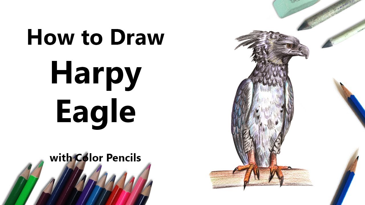 How to Draw a Harpy Eagle with Color Pencils [Time Lapse]