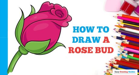 How to Draw a Rose Bud in a Few Easy Steps: Drawing Tutorial for Beginner Artists