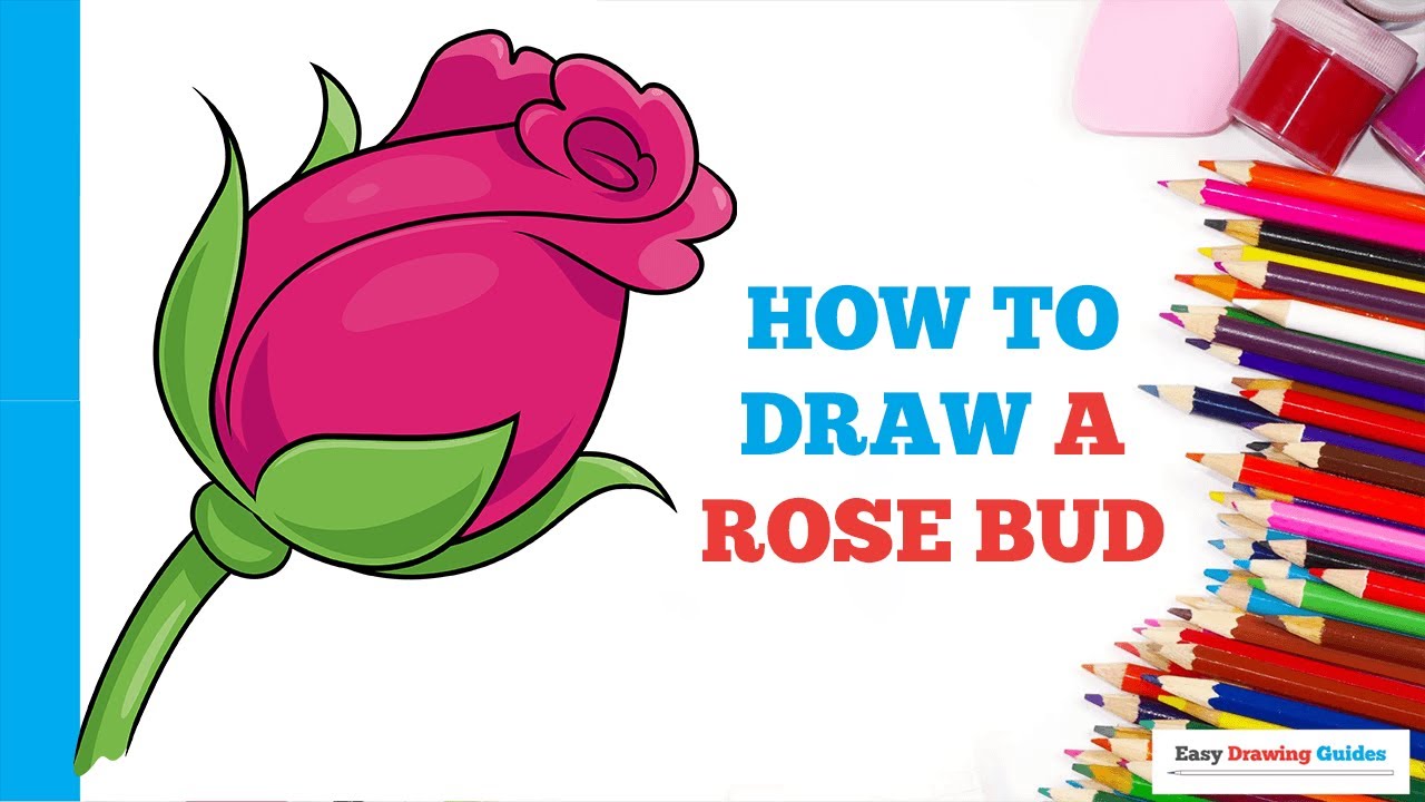 How to Draw a Rose Bud in a Few Easy Steps Drawing Tutorial for