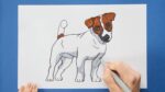 How to draw a Russell Terrier dog
