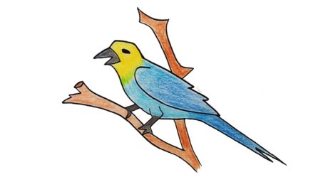 Dibujo de pájaro simple con color fácil paso a paso rápidamente