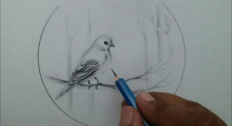 easy bird drawing step by step / nature pencil drawing for beginners