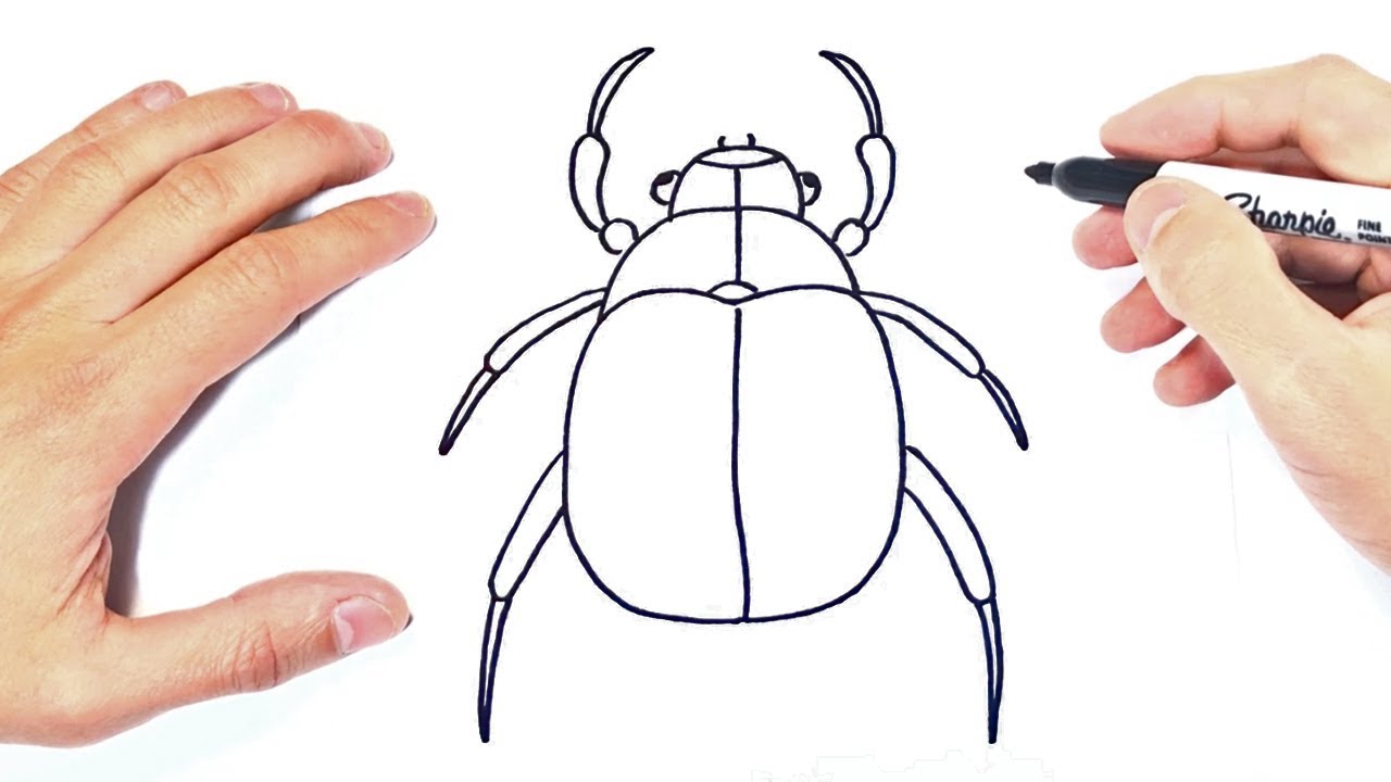 Cómo dibujar un Escarabajo Paso a Paso | Dibujo de Escarabajo