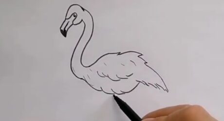 Flamingo çizimi / Kolay hayvan çizimleri