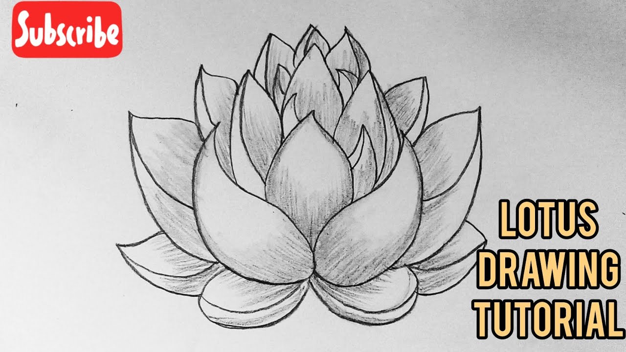How To Draw A Lotus Flower Easy Step By Step