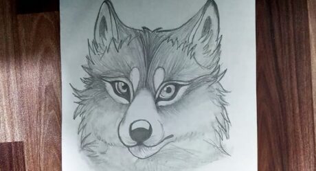 How To Draw Wolf || Easy Wolf Face Pencil Drawing