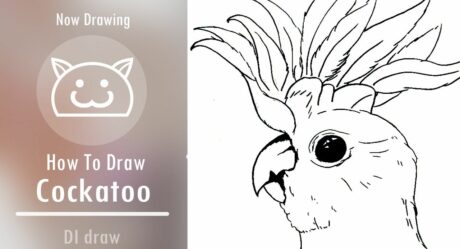 How to Draw Cockatoo