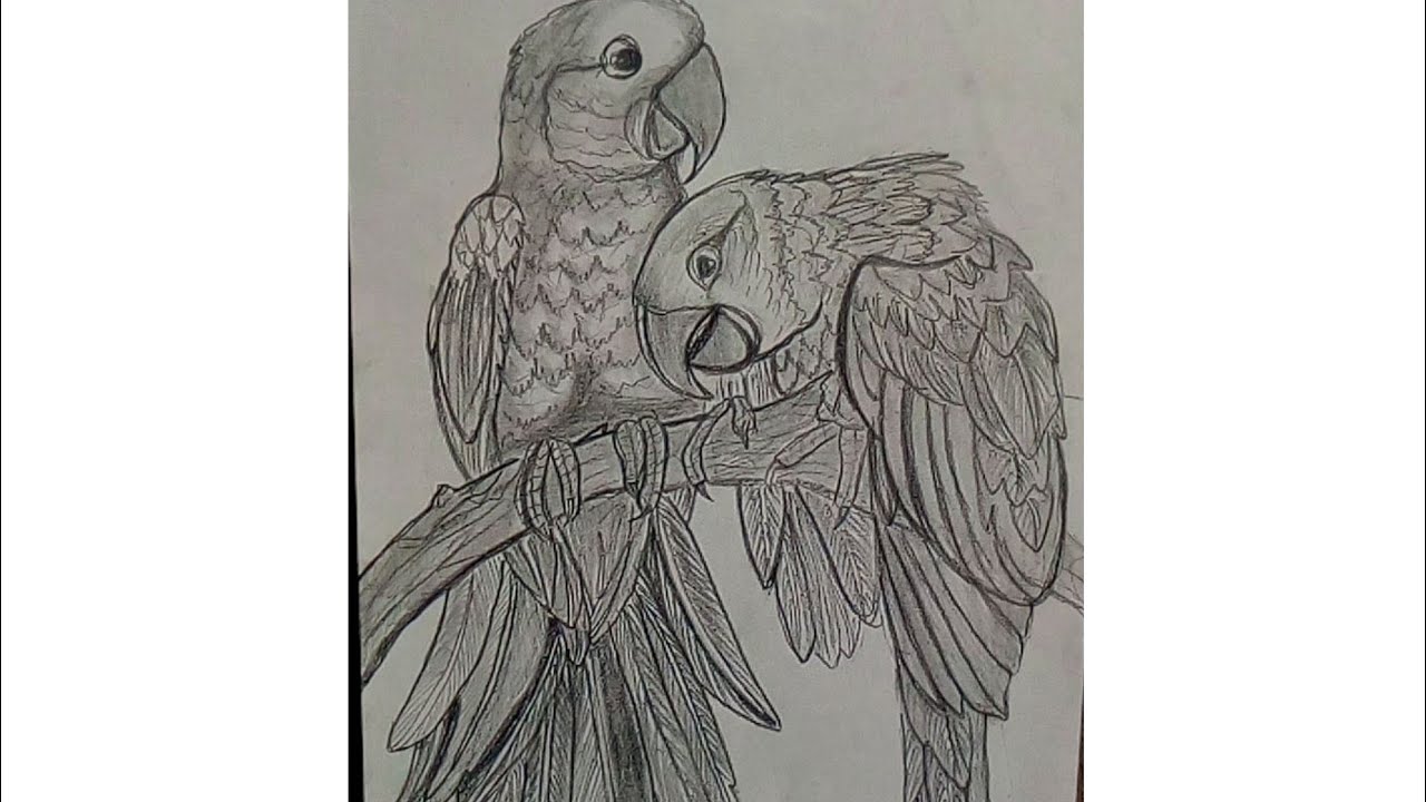 How to Draw Parrots Step By Step || Easy Parrot Drawing