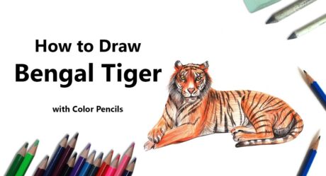 How to Draw a Bengal Tiger with Color Pencils [Time Lapse]