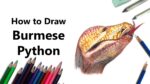 How to Draw a Burmese Python with Color Pencils [Time Lapse]