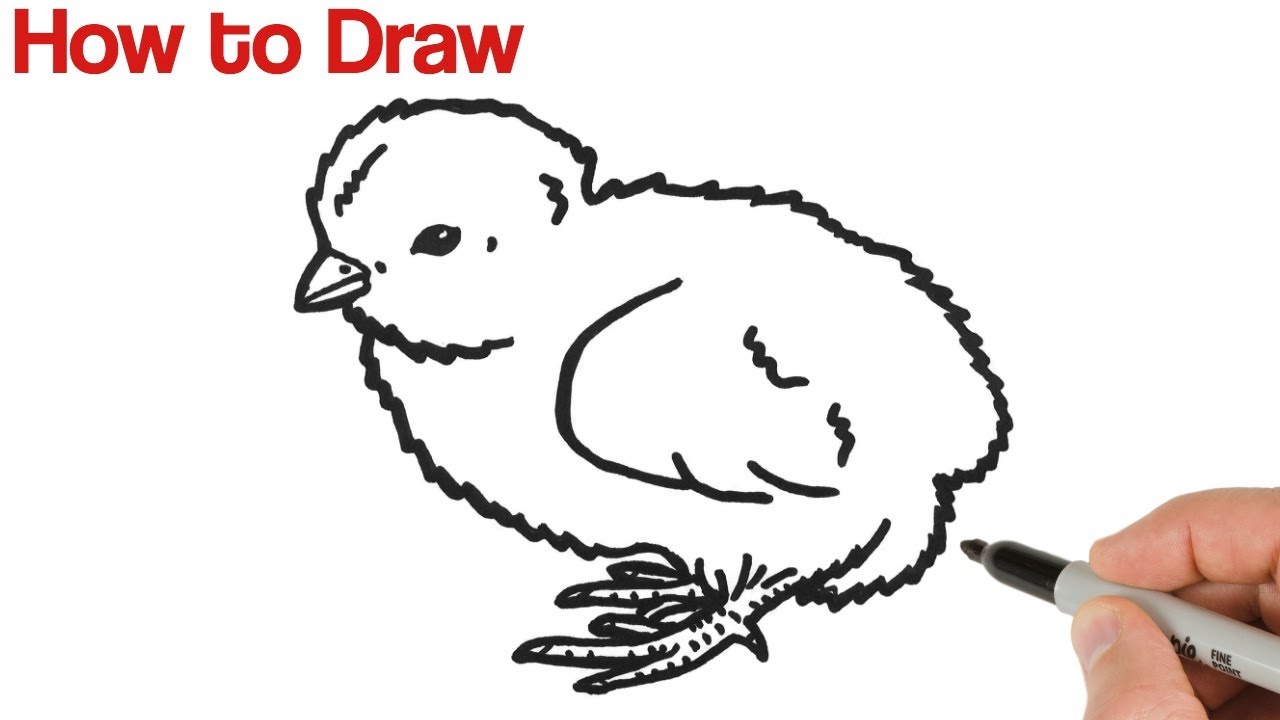 How to Draw a Chick | Animals Drawings for Beginners