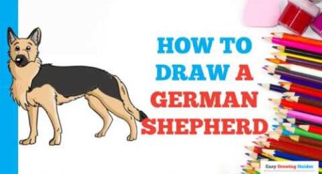 How to Draw a German Shepherd in a Few Easy Steps: Drawing Tutorial for Beginner Artists