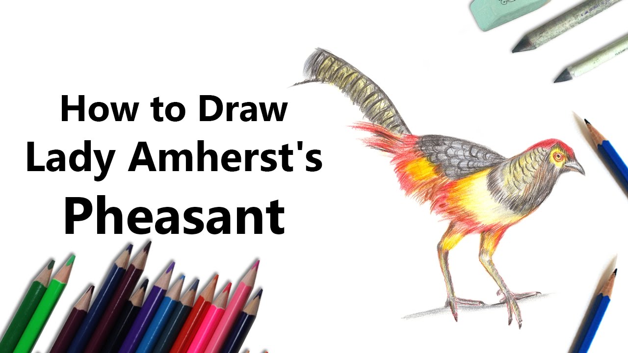 How to Draw a Lady Amherst's Pheasant with Color Pencils [Time Lapse]