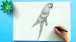 How to Draw a Parrot | Easy Parrot Drawing | Simple Parrot Sketch