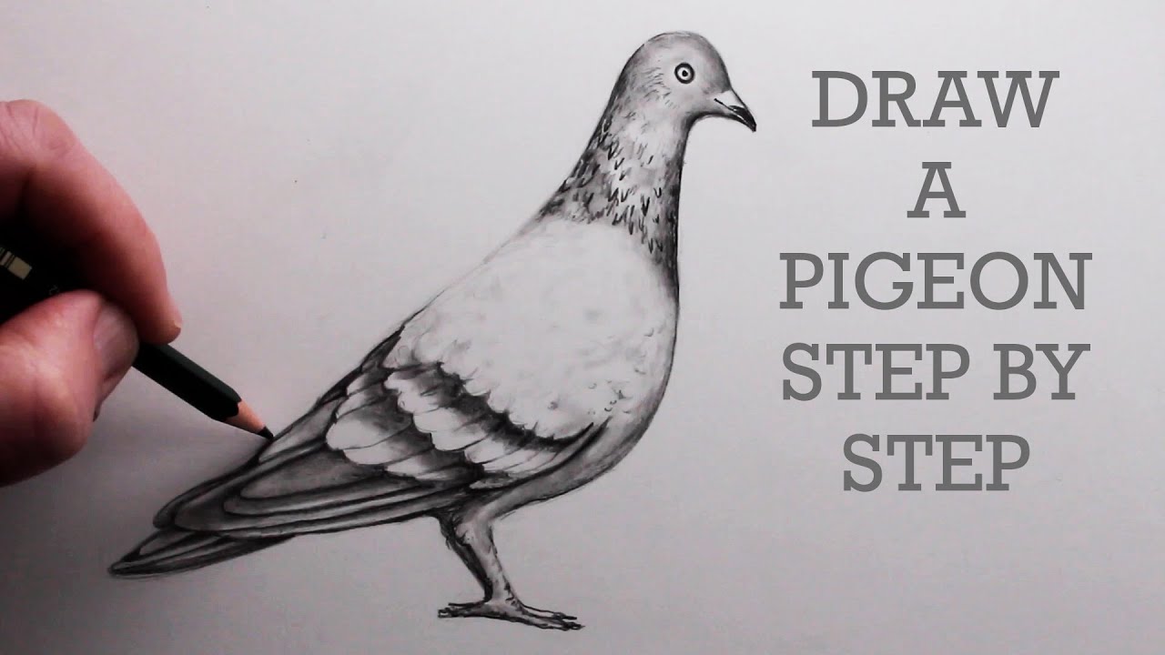 How to Draw a Pigeon StepbyStep Pencil Drawing Tutorial for Beginners