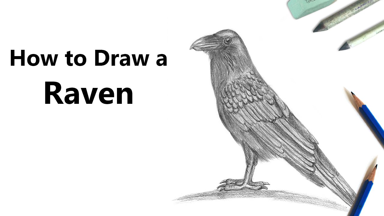 How to Draw a Raven with Pencil [Time Lapse]