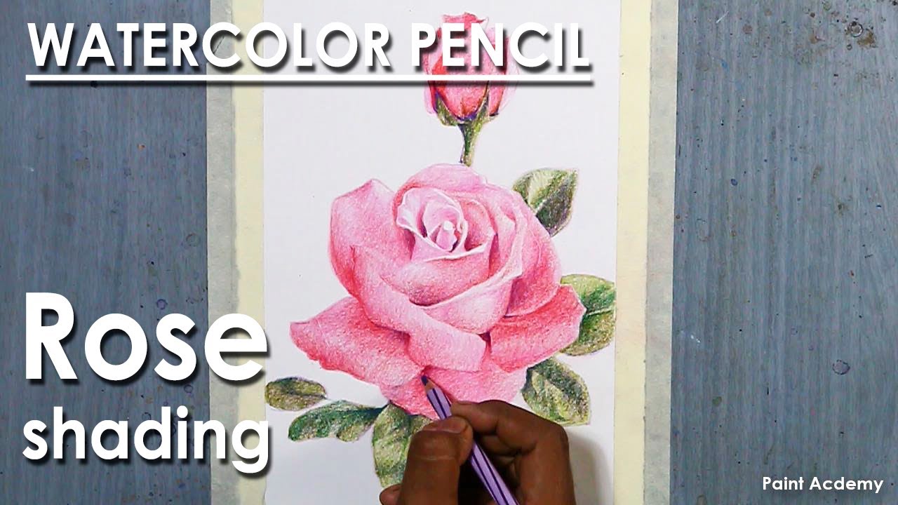 How to Shade A Rose in Watercolor Pencil