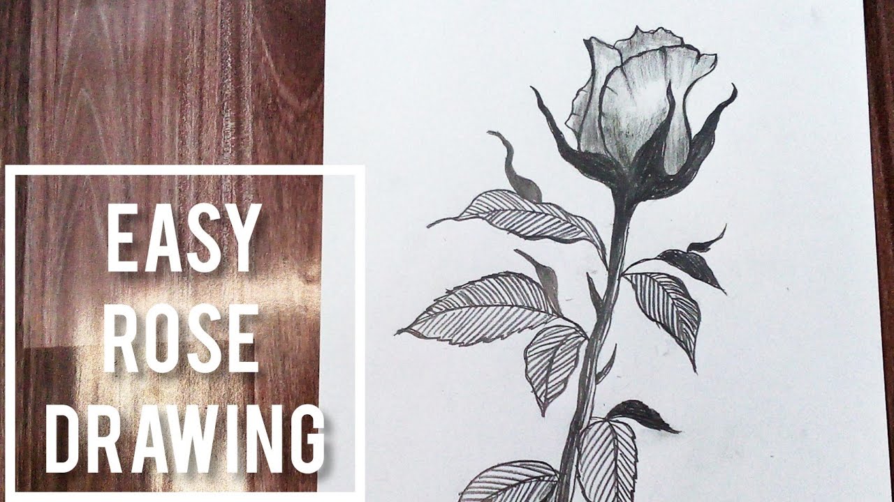 How to draw a rose easy || Rose drawing tutorial
