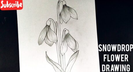 How to draw flowers easy step by step for beginners|| Snowdrop Flower