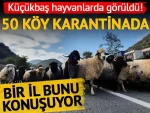 Küçükbaş hayvanlarda görüldü! Zonguldak'ta 50 köy için karantina kararı 1