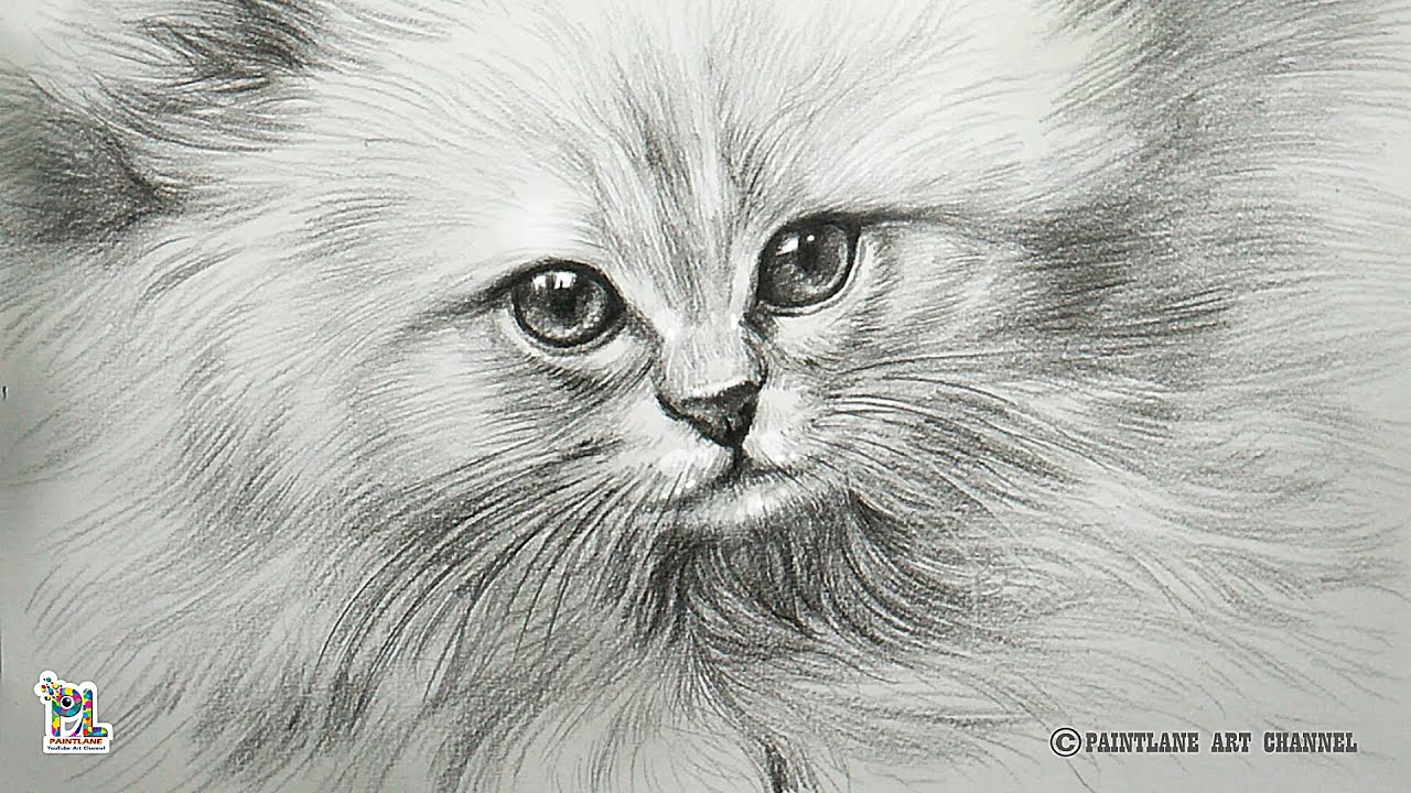 How To Draw A Cute Kitten Face With Pencil Sketch And Shading