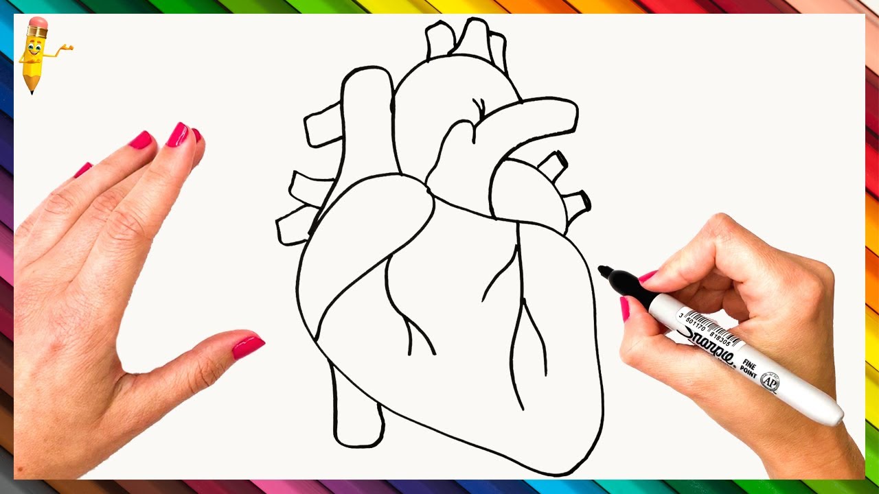 How To Draw A Human Heart Step By Step  Human Heart Drawing Easy